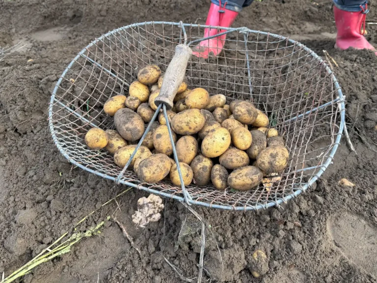 Kartoffelfest der Oldtimerfreunde Lembeck am 02.11.2025