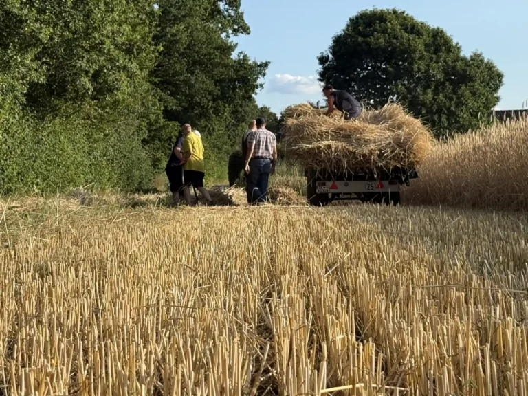 Roggenernte am 14.07.2026